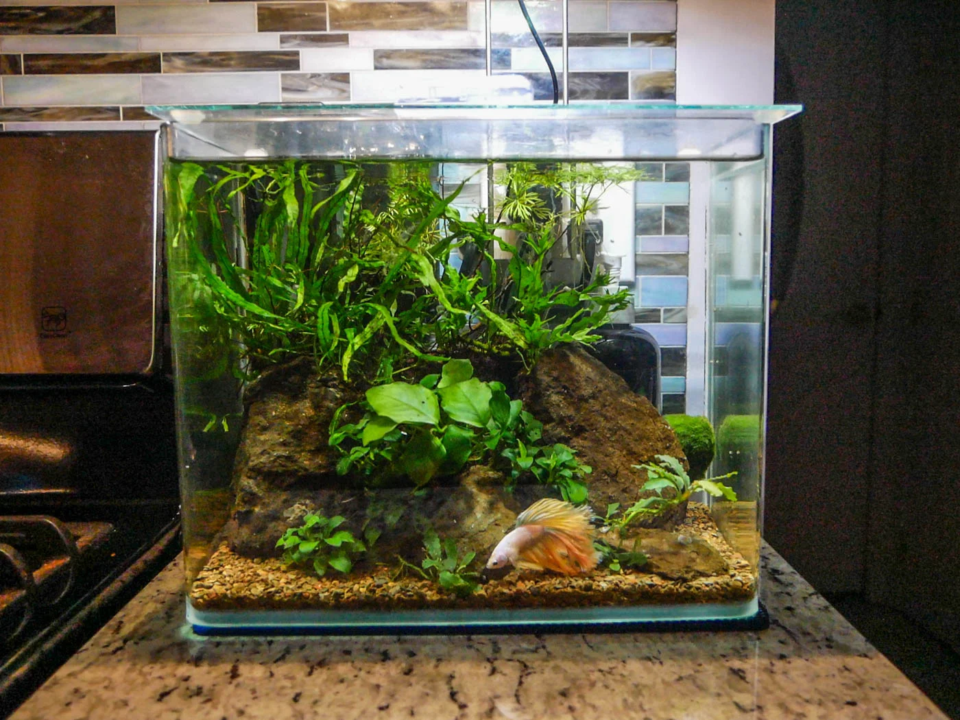 Aquarium hot sale liquid co2
